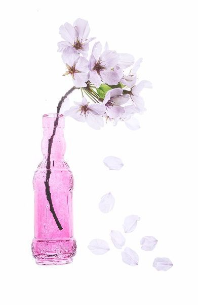 Looney, Hollice 아티스트의 Maryland-Bethesda Pink vase with cherry blossoms작품입니다.